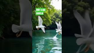 Download lagu camelia ebiet g Ade #aieffects #ebiet_g_ade #camelia mp3 Download lagu camelia ebiet g Ade #aieffects #ebiet_g_ade #camelia mp3