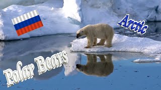 🐻❄️ Polar Bears in Russian Arctic 🧊