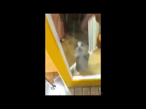 Funny Cat Dance 😍 Hilarious 🤣 #shorts #youtube #ytshorts