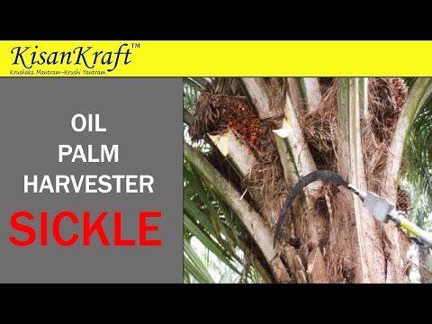 Oil Palm Harvester