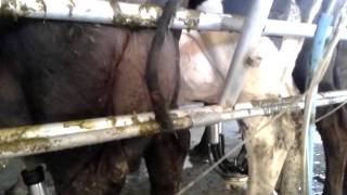 preview picture of video 'Rasurado o depilado de colas en vacas de lecheria, servicio desde la ciudad de Puerto varas'