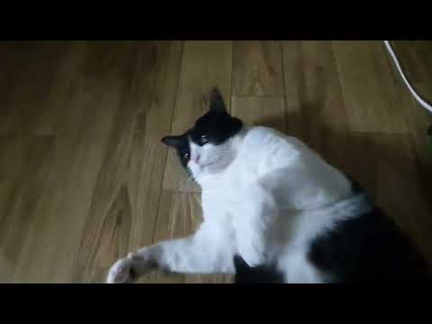 팔자 좋은 고양이