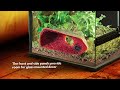 Видео о товаре Natural Terrarium Medium, Террариум из силикатного стекла / Hagen (Германия)