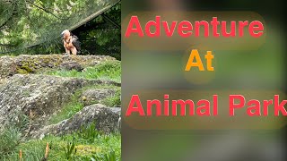 Feeding Bears In Switzerland