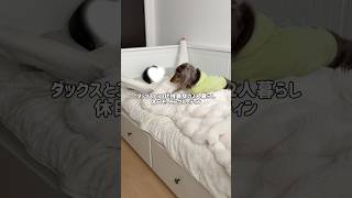 ダックスと30代独身女の休日モーニングルーティン☀️ #ミニチュアダックスフンド #犬との暮らし #モーニングルーティン