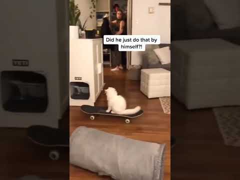 Funniest Cats And Dogs Videos 😺😍