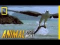 Sea Eagle Vs Sea Snake Animal Fight Night