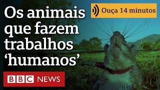 Miniatura do vídeo