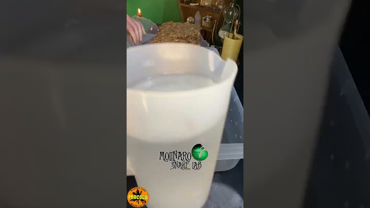 🐍 Preparing Substrate 🧪 #molinarosnakelab #shorts #snakes #substrate #anaconda #ballpython #sawa