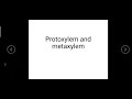 Protoxylem And Metaxylem