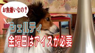 【シェルティ】金曜日はアイスが必要【フランス田舎暮らし🇫🇷】#犬の散歩 #賢い犬 #犬のいる暮らし #シェルティ