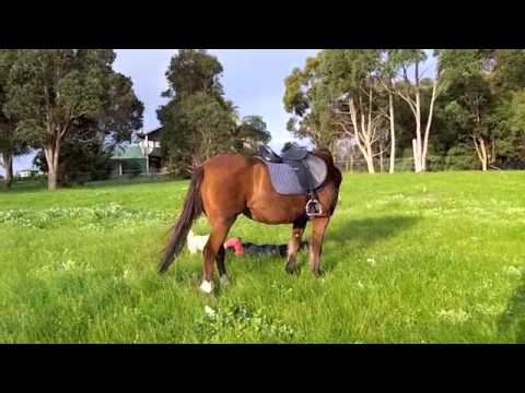 Riding our horses Marley and Flair Bloopers