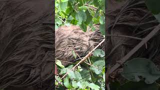 Sloth hanging around just having breakfast #sloth #costarica #excursions #cruise