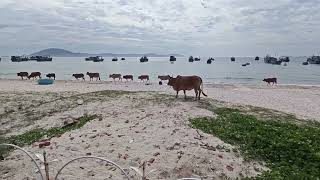 Những chú bò đi trên bãi biển