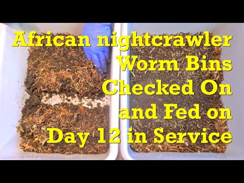 First check-in with 12-day African nightcrawler worm composting systems - vermicompost