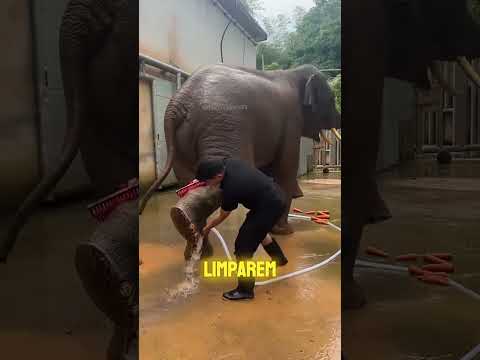 Por Que Eles LIMPAM As Patas Dos ELEFANTES?