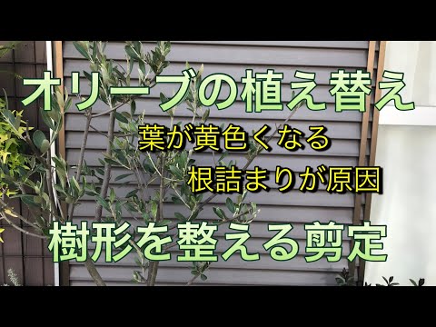 鉢植えのオリーブの木の手入れ方法は？取り入れるべき正しい行動！  庭園
