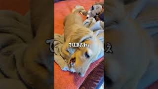 大雪警報の日にお家で元気に遊ぶしずく☃️❄️🐶
