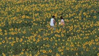 preview picture of video '明野のひまわり畑　Akeno Sunflower festival.'