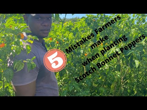 5 mistakes farmers make when planting Scotch Bonnet  peppers