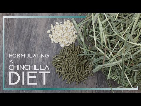 download lagu mp3 mp4 Chinchilla Diet, download lagu Chinchilla Diet gratis, unduh video klip Chinchilla Diet