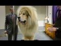 Tibetan Mastiff - 2013 Westminster Kennel Club Dog ...