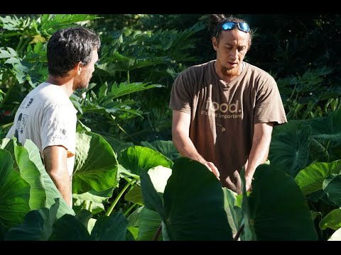 Taro (Kalo) 101