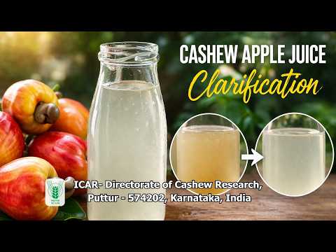 Cashew Apple Juice Clarification Method