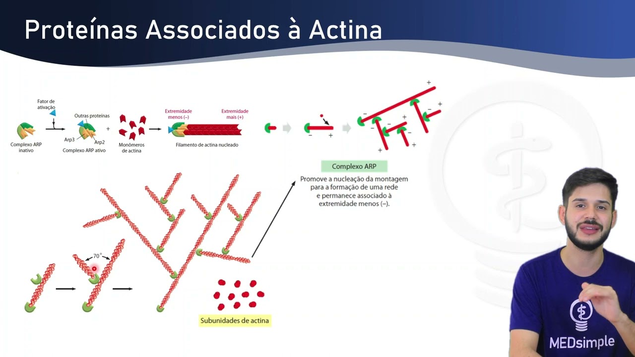 Citoesqueleto: Microfilamentos e Actina #medicina #biologia