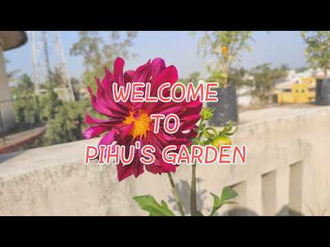 , title : 'Grow, care and tips of dahlia plant ll Pihu's Garden ll terrace garden'