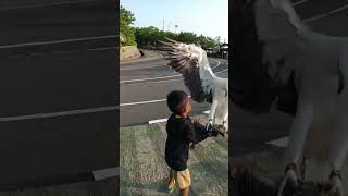 Download lagu elang sama anak kecil mp3 Download lagu elang sama anak kecil mp3