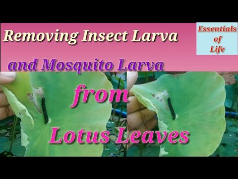 Removing insect larva from lotus plant