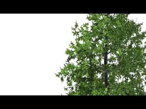 iClone 6 Feature Demo -  SpeedTree: Wind Behavior