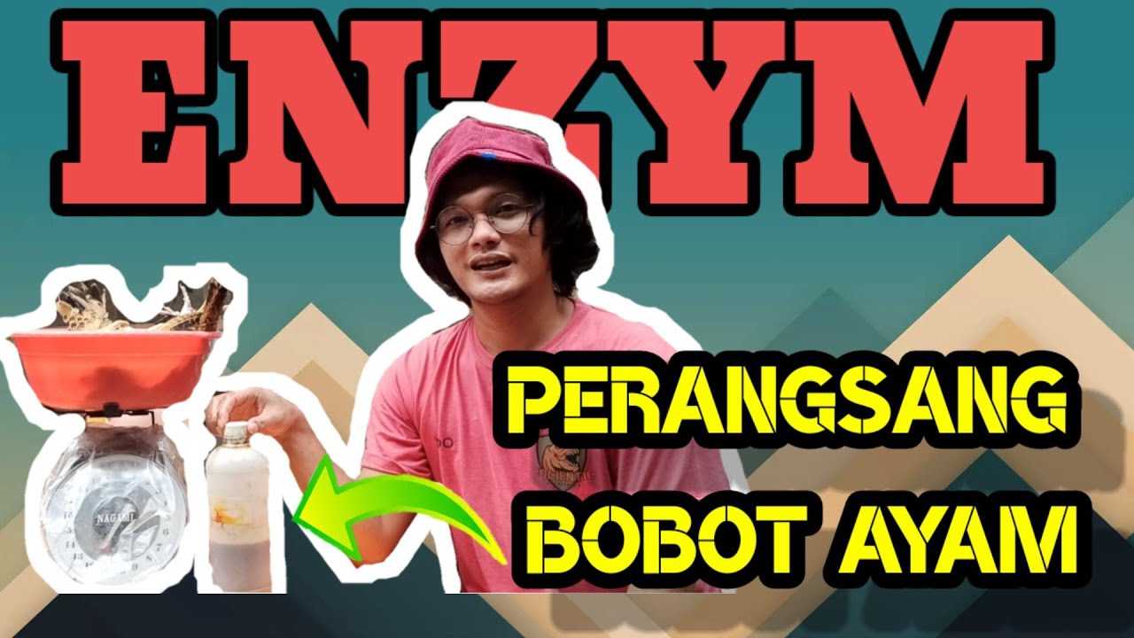CARA BUAT ENZYM AYAM PEDAGING-RAHASIA AYAM CEPAT BESAR !!
