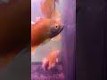 Which Is The Most Expensive Fish In The World Oscar Fish Fishtips Jaskaransingh Oscarfish Fish