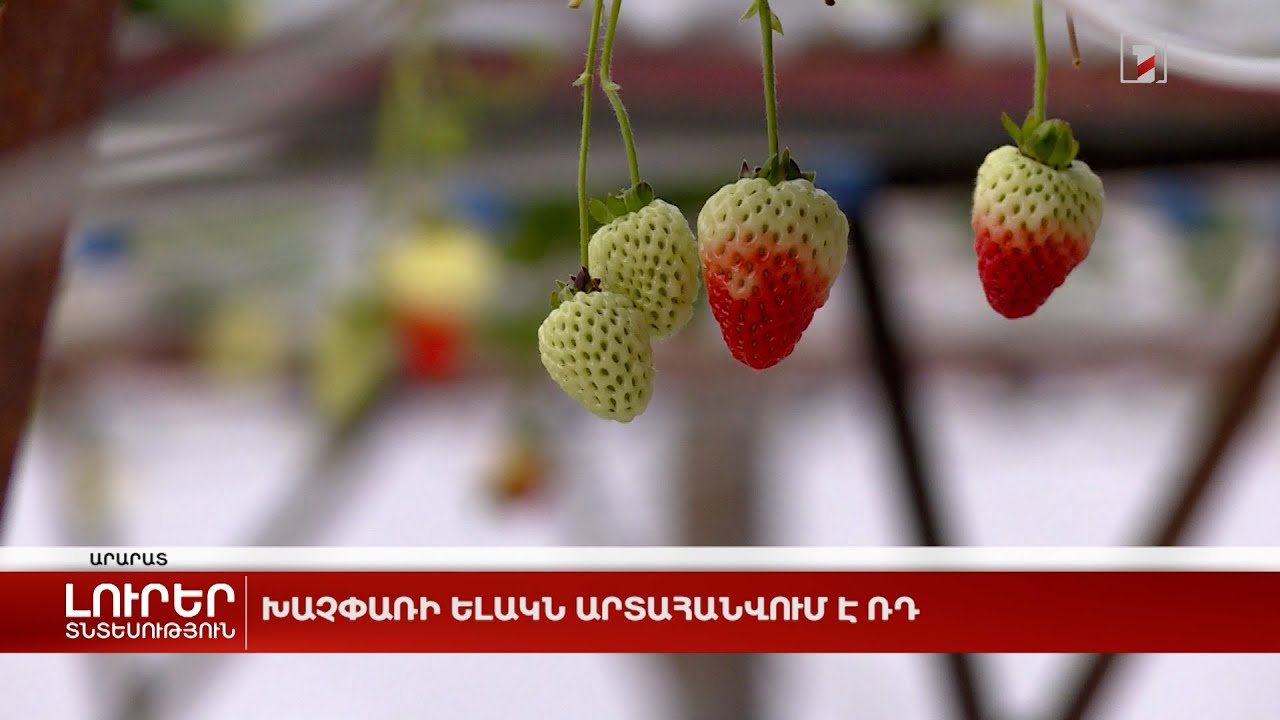 Խաչփառի ելակն արտահանվում է ՌԴ