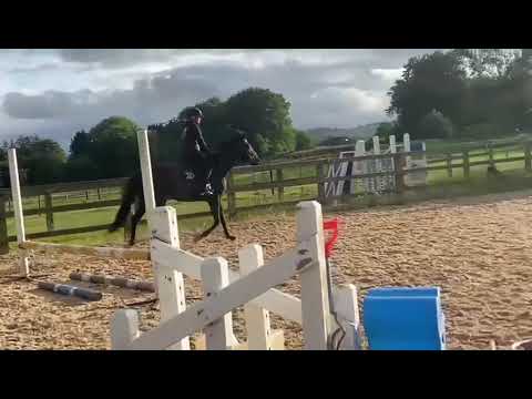 Horse - Image 2