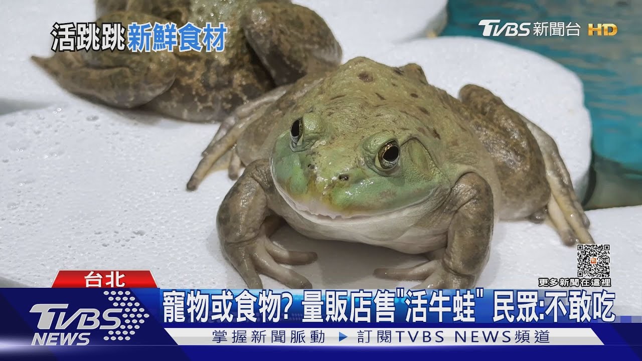 寵物或食物?量販店售「活牛蛙」 民眾:不敢吃