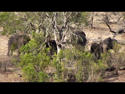Djuma Private Game Reserve Live Stream