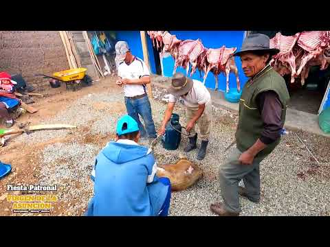 FIESTA PATRONAL EN HONOR A LA VIRGEN DE LA ASUNCIÓN DE HUARIPAMPA 2024 - OLLEROS - HUARAZ.