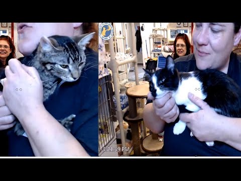 Adoption of Liza and Marigold 02-05-2023 -- Friends of Felines Rescue Center (FFRC)