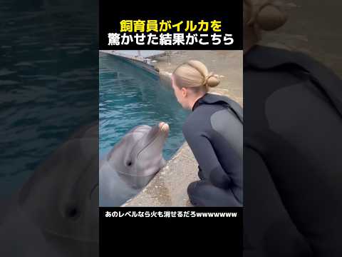 飼育員がイルカを驚かせた結果がこちら