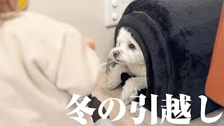 愛犬のためにお引っ越し！新居に慣れるまでに密着したら面白すぎたww【NEWハウス】マルプー