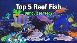 Top 5 Reef Fish, Difficult to feed?