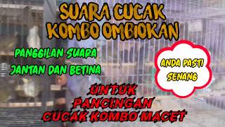 Download lagu Suara panggilan cucak kombo jantan dan betina _ pancingn cucak kombo macet jadi gacor lagi mp3