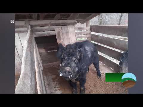 FOTOGRAFIJE -najčudniji oglas-prodaje se divlji vepar - stari običaji - deca na selu - mašine u radu