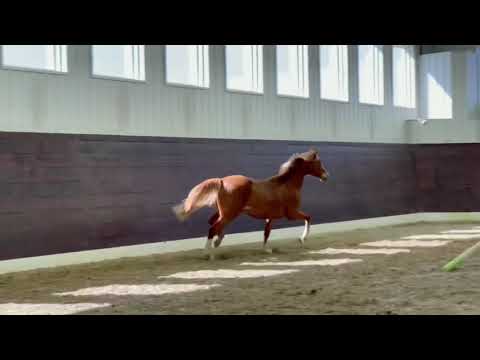 2019 Escamillo x De Niro