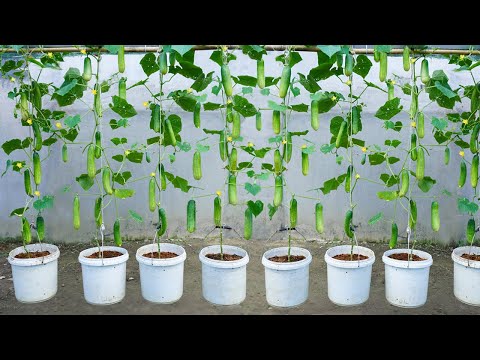 Let s grow bitter melon for your family this way it s very fruity and easy to make