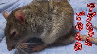 腕を切断してもラットのガンが再発・・・。５ヵ月も闘病生活でこんな結果って(ゆっくり実況音声あり)