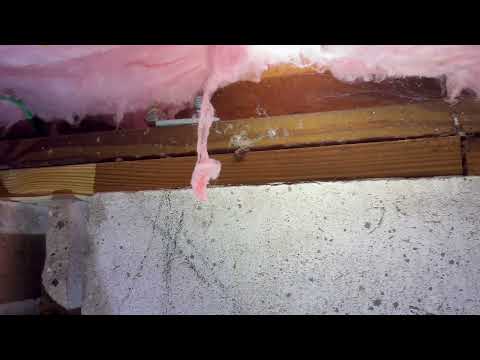 Tons of Ants in the Crawl Space in Monmouth Beach, NJ